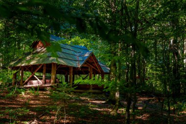 Kırsal bir ahşap barınak, uzun ağaçların ve yeşil çalılıkların arasına kurulmuş, güneş ışığıyla lekelenmiş, sakin bir orman inzivası sağlıyor..