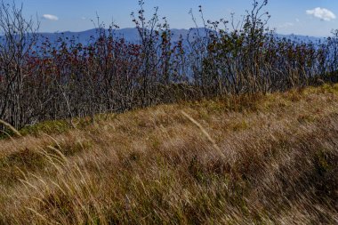 Altın dağ çimleri ve sonbahar çalıları ön planda, tepe çizgileri ve mavi gökyüzünün altındaki uzak tepelerle doludur..