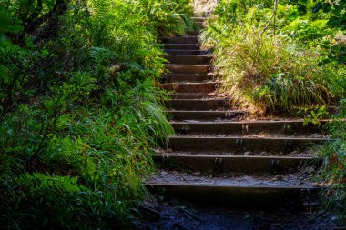 Kırsal ahşap basamaklardan oluşan bir uçuş yemyeşil bir orman yamacına yükselir, yoğun bitki örtüsünden akan güneş ışığıyla aydınlatılır..
