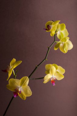Kahverengi arka plan üzerinde bir dal üzerinde Orkide.