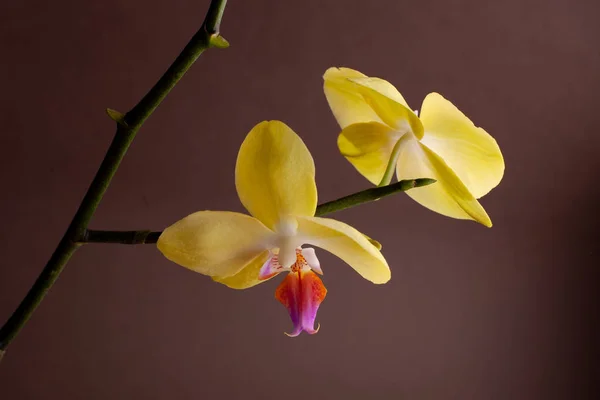 Orchid on a branch on a brown background. — Stock Photo, Image