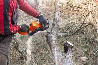 Profesyonel testere çeşidinde keser