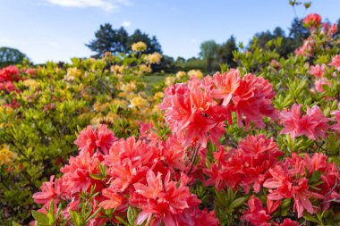 Çiçek açan pembe ve sarı kemirgen gökyüzüne karşı bahçede.