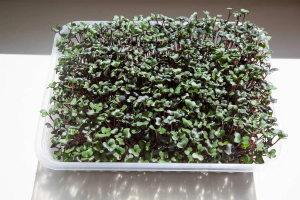 Micro greens, growing at home, health food.