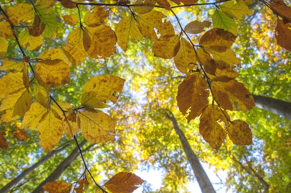 Orange autumn — Stock Photo, Image