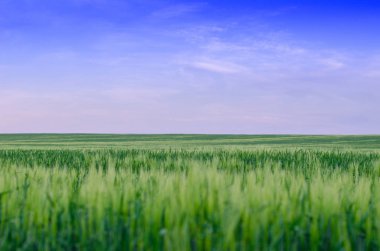 Buğday alan, Ukrayna