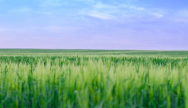 Buğday alan, Ukrayna