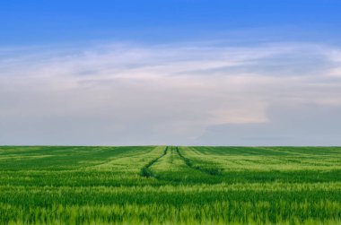 Buğday alan, Ukrayna