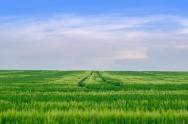 Buğday alan, Ukrayna