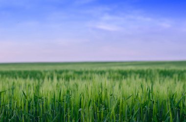 Buğday alan, Ukrayna