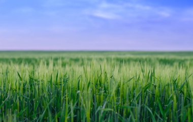 Buğday alan, Ukrayna