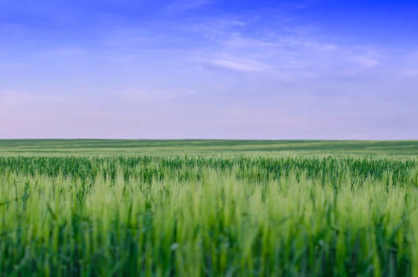 Pšeničné pole, Ukrajina — Stock fotografie