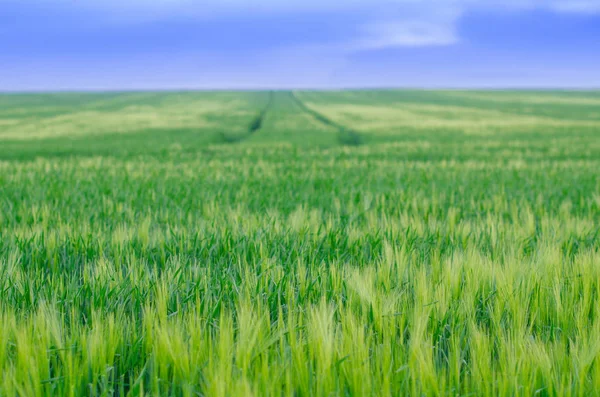 Tarweveld, Oekraïne — Stockfoto