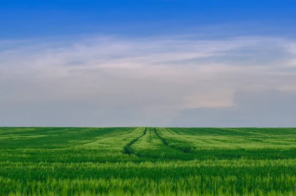 Buğday alan, Ukrayna — Stok fotoğraf