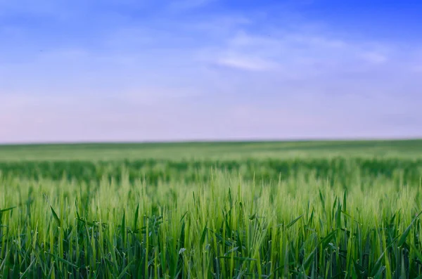 Campo de trigo, Ucrânia — Fotografia de Stock