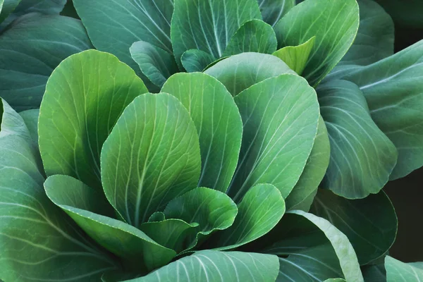 Closeup of Leafy Green Vegetables, Chinese Cabbage, Bok Choy, in Planting Bed