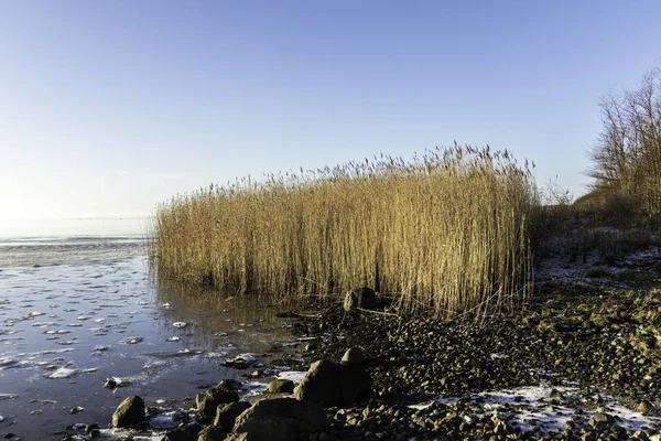 Reeds in wetland at the sea shore photographed agains a blue winter sky with the beach and stones in foreground