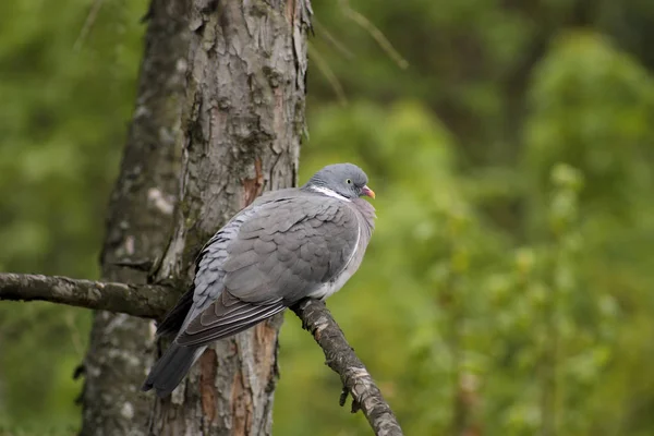 wood pigeon resting on a tree branch photographed in profile with the forest green blurred out as background