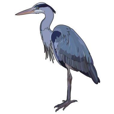 Heron. Tropic renkli kuş. Vektör çizim, Eps 10