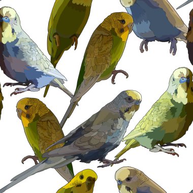 Papağan budgerigars sorunsuz arka plan. İzole vektör öğeleri beyaz arka plan üzerinde.