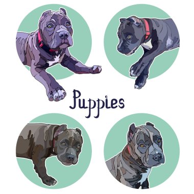 Arka plan pitbulls ile. Vektör çizim, Eps 10