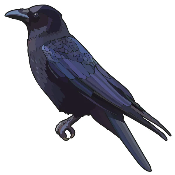 Raven Fågel Vektorillustration Eps — Stock vektor