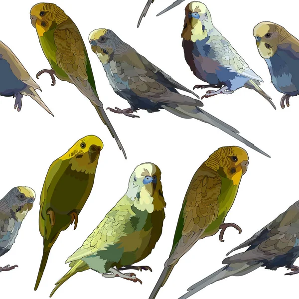 Budgerigar Elementos Aislados Vectoriales Fondo Blanco — Archivo Imágenes Vectoriales