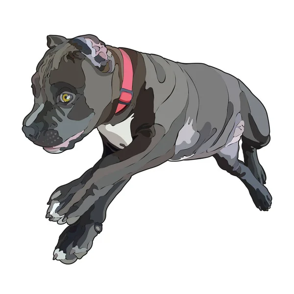 Liegender Pitbull Vektor Illustration Folge — Stockvektor