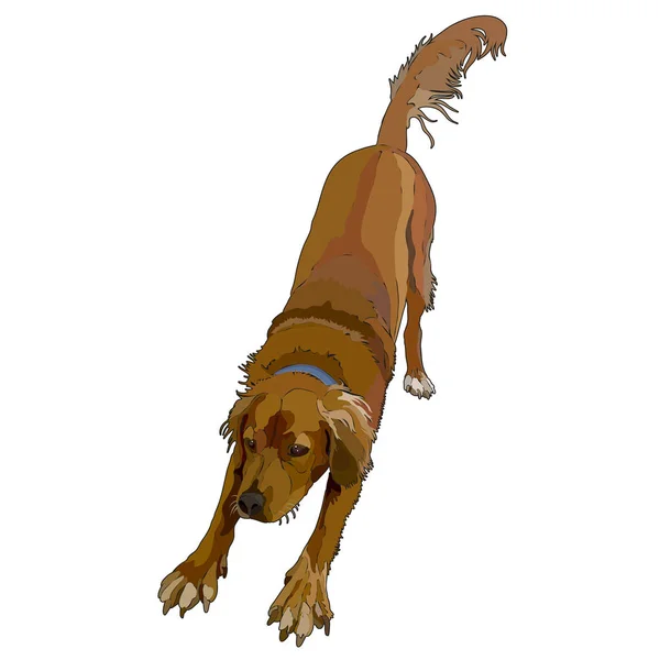 Köpeği Illustration Vektör Eps10 — Stok Vektör