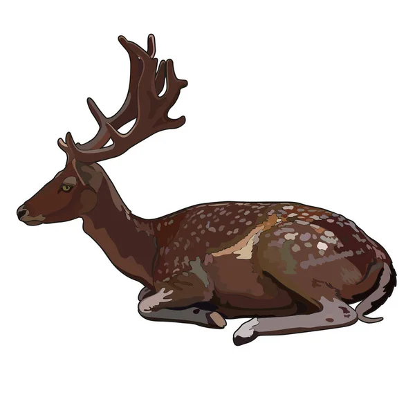 Lying Deer Vector Illustration — Stock Vector