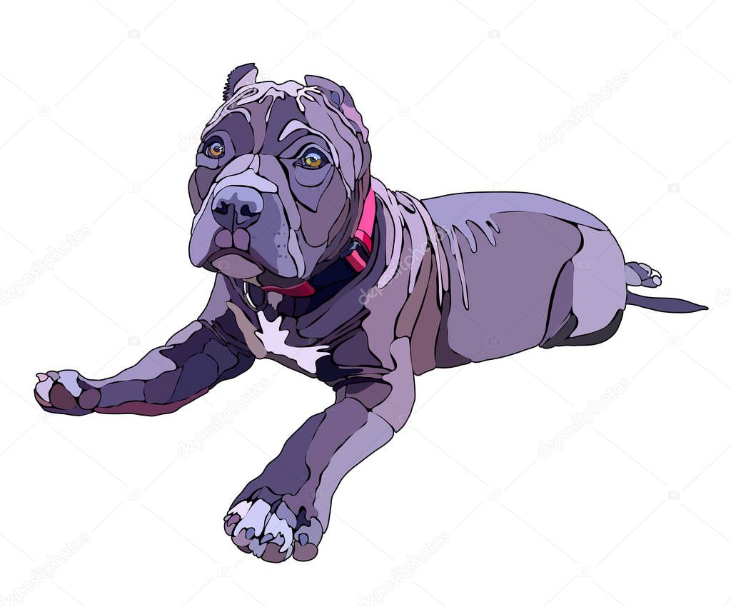 Lying pitbull, vector illustration. EPS 10