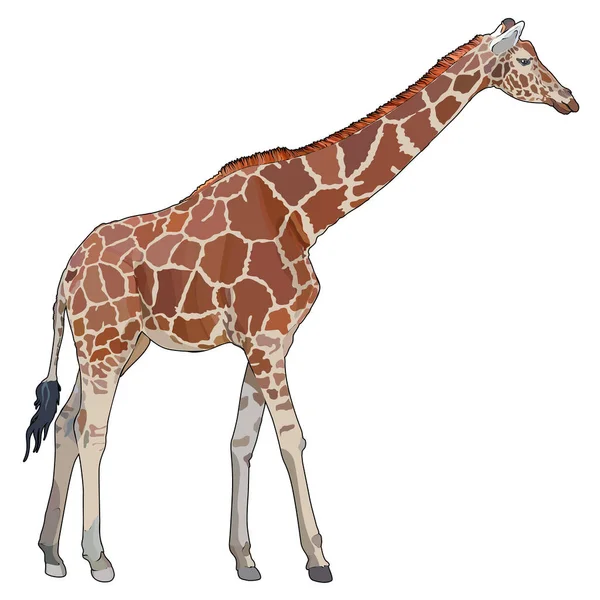 Girafe Réaliste Silhouette Sur Fond Blanc Illustration Vectorielle Eps — Image vectorielle