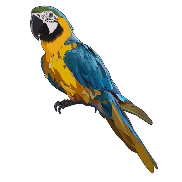 Векторный Красочный Тропический Попугай Векторные Изолированные Элементы Белом Фоне — стоковый вектор