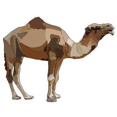 Gerçekçi dromedary bir seviştiği deve. Beyaz arka plan üzerinde Eps 10 izole vektör çizim