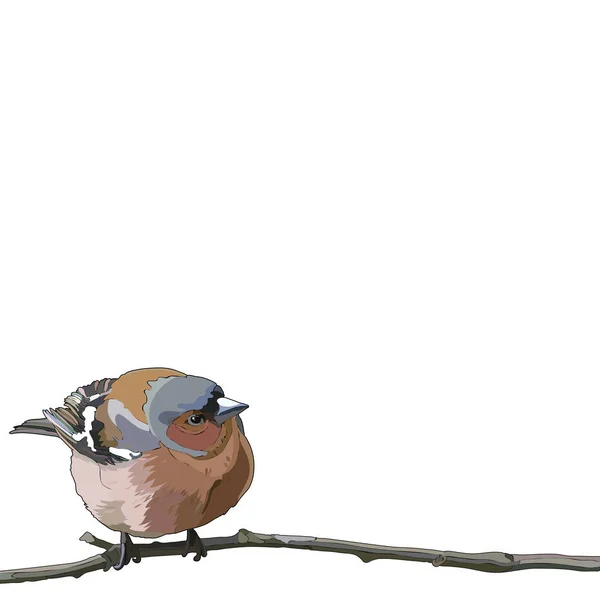 Cartão Com Bullfinch Ramo Ilustração Vetorial Eps — Vetor de Stock