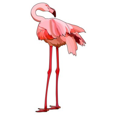 Ayakta Flamingo, vektör çizim