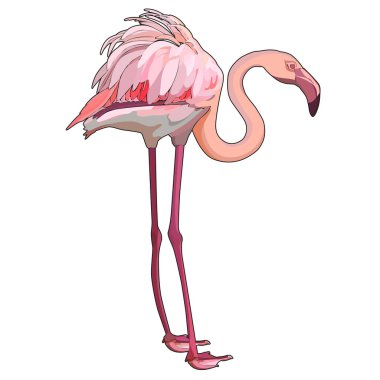 Pembe flamingo, vektör çizim