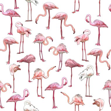 Flamingolar ile sorunsuz arka plan