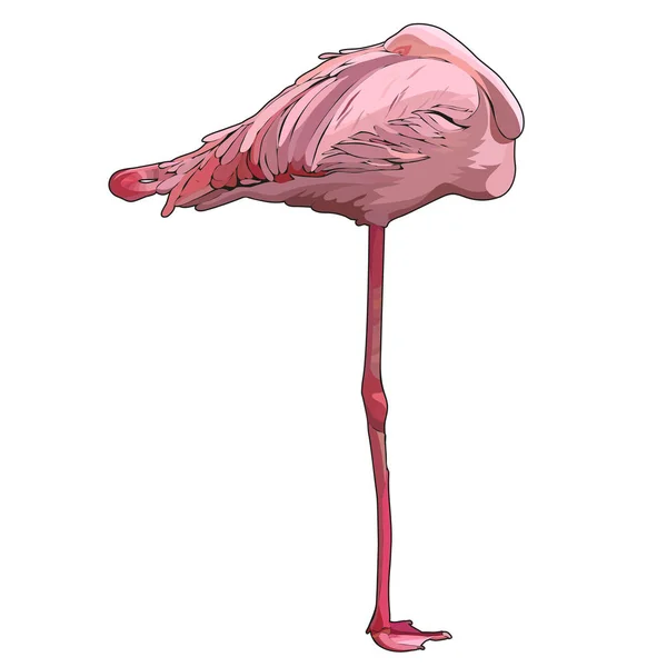 Flamingo Tertidur Ilustrasi Vektor - Stok Vektor