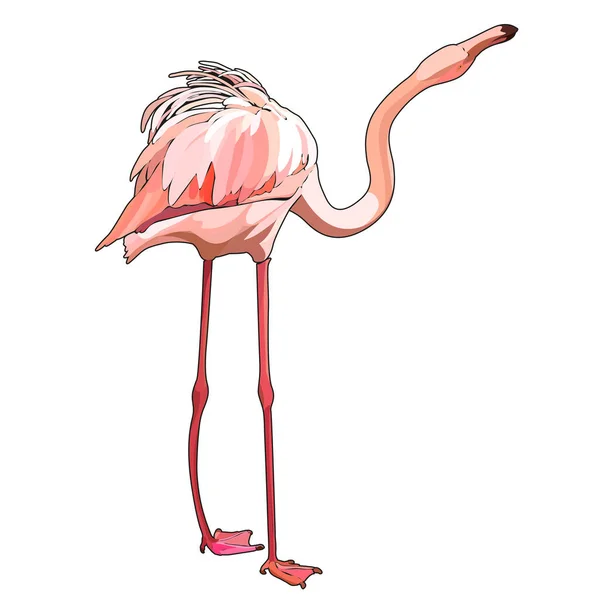 Stående Flamingo Vektorillustration — Stock vektor