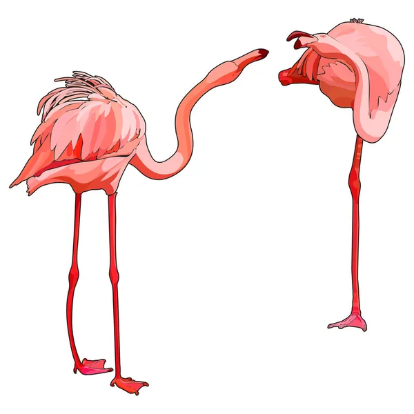 Två Flamingos Kärlek Vektorillustration — Stock vektor