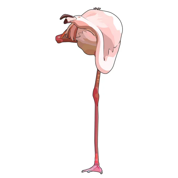 Flamingo Vectorillustratie Eps — Stockvector