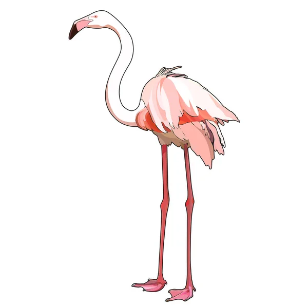 Vit Flamingo Vektorillustration — Stock vektor