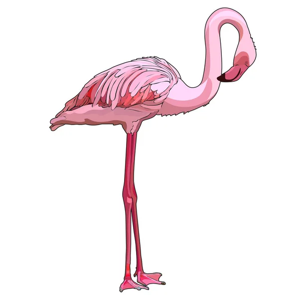 Flamant Rose Debout Illustration Vectorielle — Image vectorielle