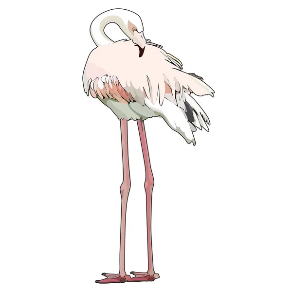 Stående Vit Flamingo Vektor Illustration — Stock vektor