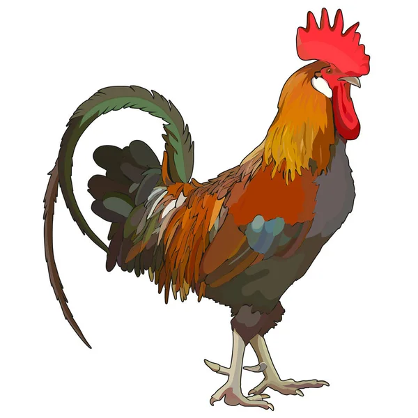 Vector cock — Stock Vector