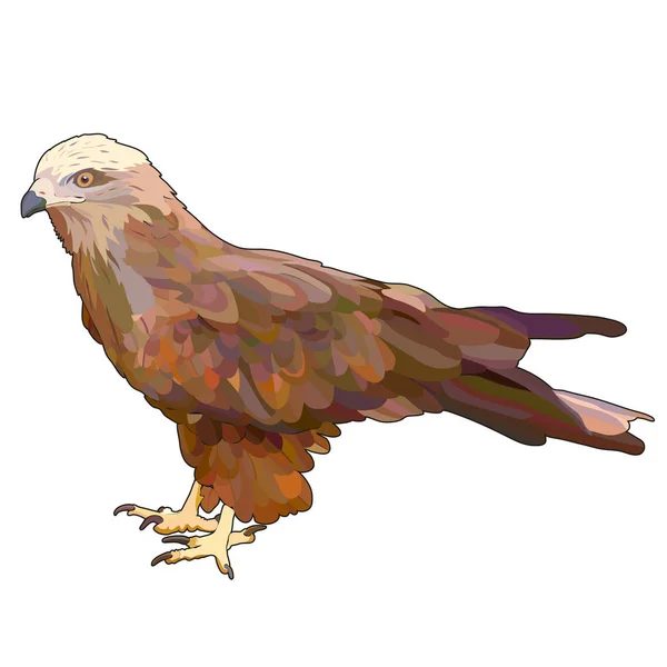 Vektor eagle — Stock vektor