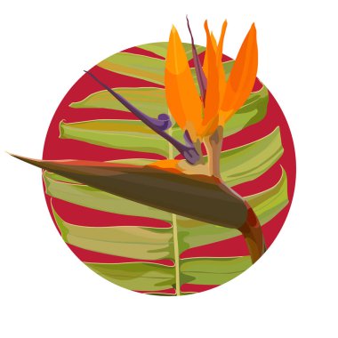 Strelitzia Reginae ile arka plan