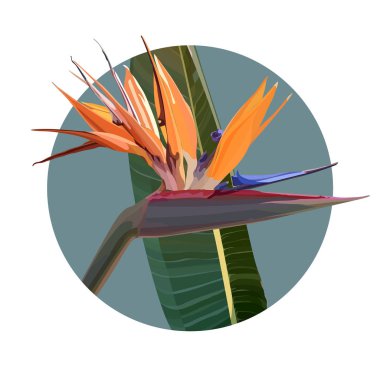 Strelitzia Reginae ile arka plan