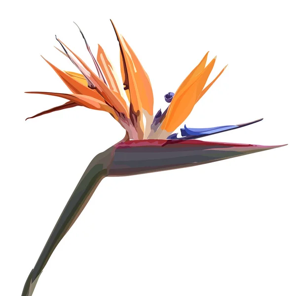 Strelitzia Reginae ile arka plan — Stok Vektör